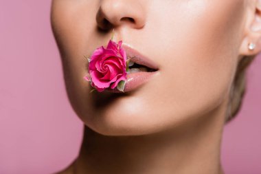 Ağızda gül çiçeği olan güzel bir kadın pembe üzerine izole edilmiş.