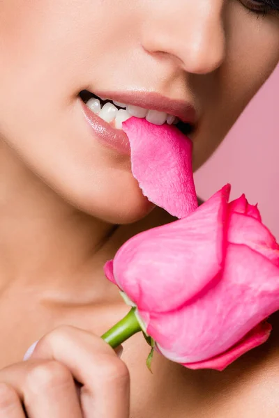 Beskärd Utsikt Över Kvinna Bita Ros Blomma Isolerad Rosa — Stockfoto