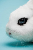 niedliches weißes Kaninchen mit blauem Auge auf blauem Hintergrund