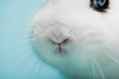 Nahaufnahme von niedlichen weißen Kaninchen mit lustiger Nase auf blauem Hintergrund