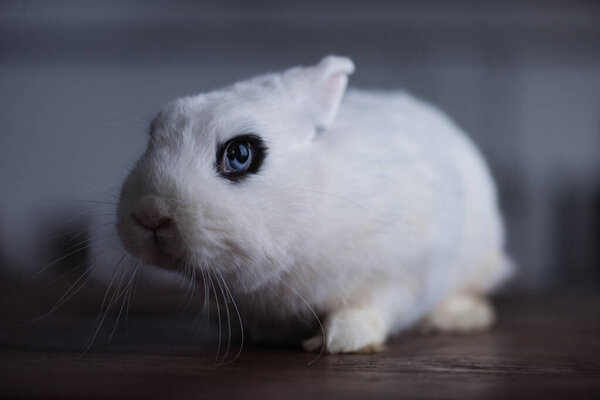 cute rabbit with black eye on dark background