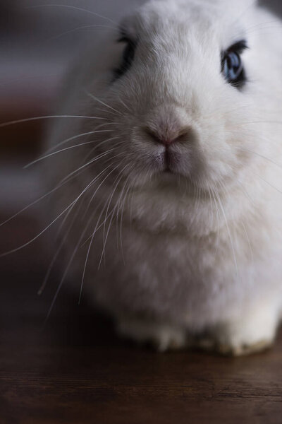 cute rabbit with black eye on dark background