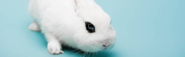 cute white rabbit with black eye on blue background, banner