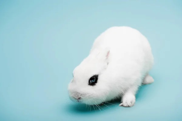 Bonito Coelho Branco Com Olho Preto Fundo Azul — Fotografia de Stock