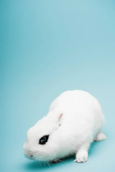 Lindo Conejo Blanco Con Ojo Negro Sobre Fondo Azul — Foto de Stock