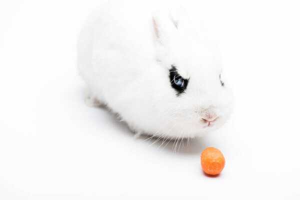 cute rabbit with black eye on white background