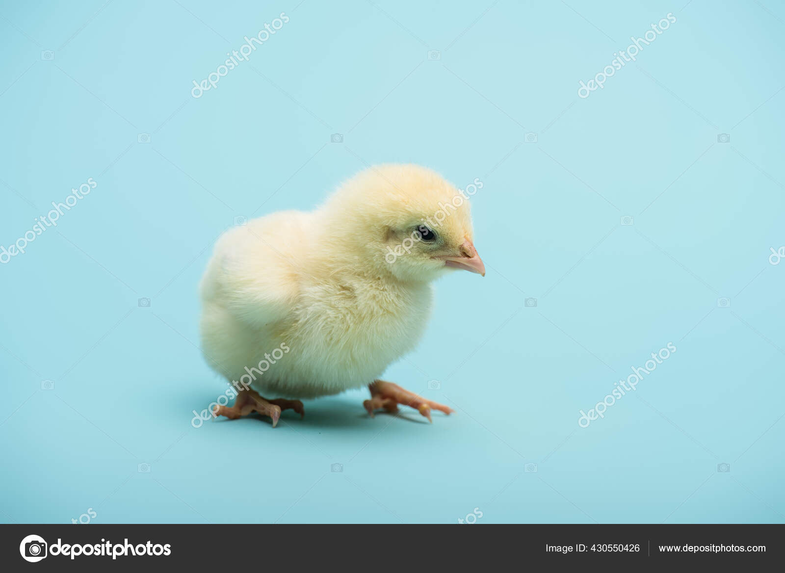鶏写真素材 ロイヤリティフリー鶏画像 Depositphotos 鶏写真素材 ロイヤリティフリー鶏画像 Depositphotos