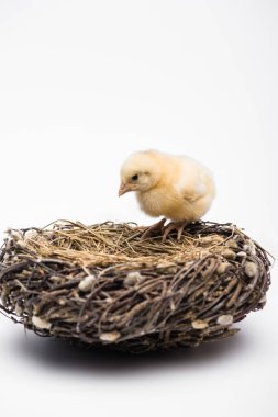 cute small chick in nest on white background clipart
