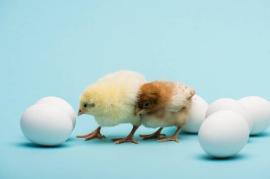 cute small chicks and eggs on blue background clipart