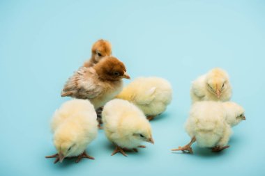 cute small fluffy chicks on blue background clipart