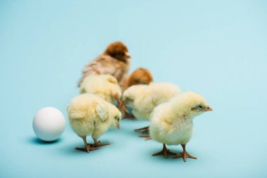 cute small fluffy chicks and egg on blue background clipart