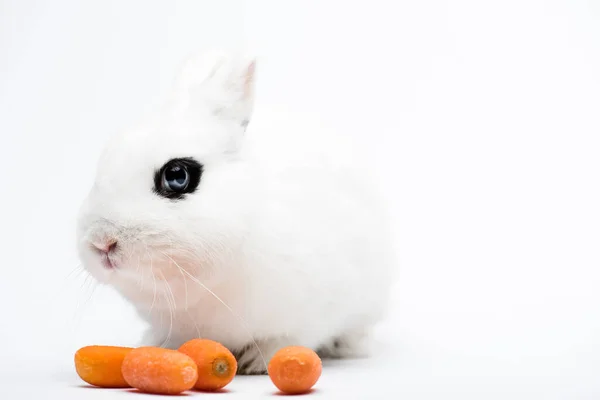 Schattig Konijn Met Blauw Oog Buurt Van Wortel Witte Achtergrond — Stockfoto