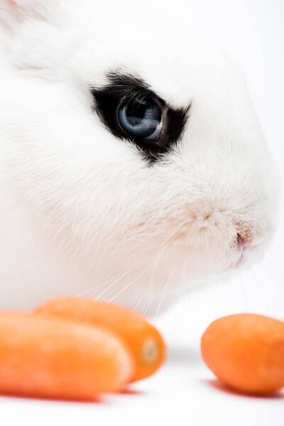 closeup of cute rabbit with black eye near carrot on white background
