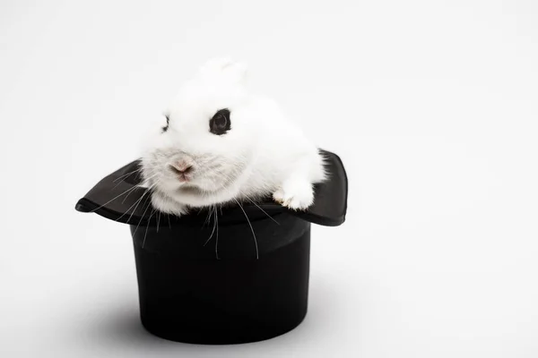 Cute Rabbit Black Hat White Background — Stock Photo, Image