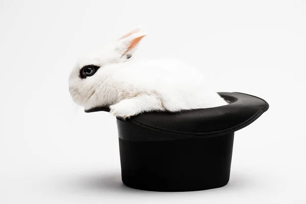 Cute Rabbit Black Hat White Background — Stock Photo, Image