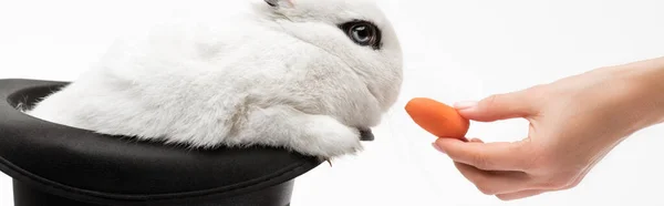 Vista Recortada Mujer Dando Zanahoria Conejo Lindo Sombrero Negro Sobre — Foto de Stock