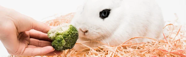 Cropped View Woman Giving Broccoli Cute Rabbit Nest White Background — Stock Photo, Image