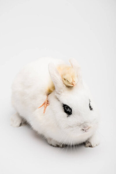 cute rabbit with black eye near carrot on white background