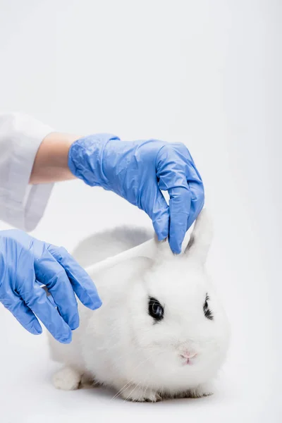 Ausgeschnittene Ansicht Des Tierarztes Der Kaninchenohren Auf Weißem Hintergrund Untersucht — Stockfoto