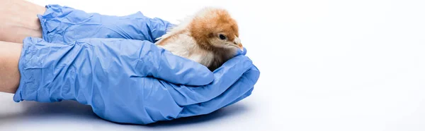 Cropped View Veterinarian Chick White Background Banner — Stock Photo, Image