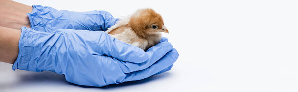 cropped view of veterinarian with chick on white background, banner