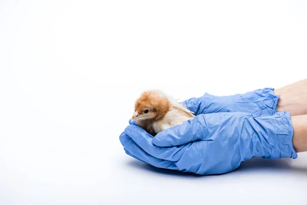 Cropped View Veterinarian Chick White Background — Stock Photo, Image