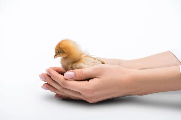 Vue Recadrée Poussin Dans Les Mains Sur Fond Blanc — Photo