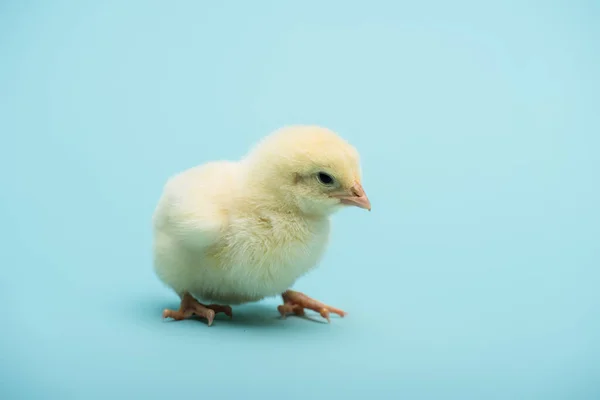 Lindo Polluelo Pequeño Sobre Fondo Azul — Foto de Stock