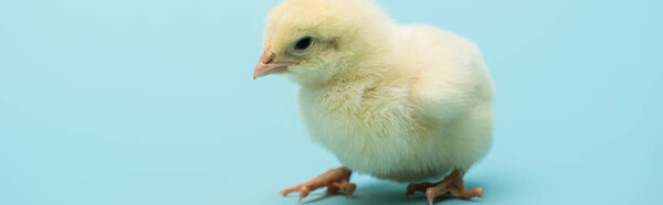 cute small chick on blue background, banner