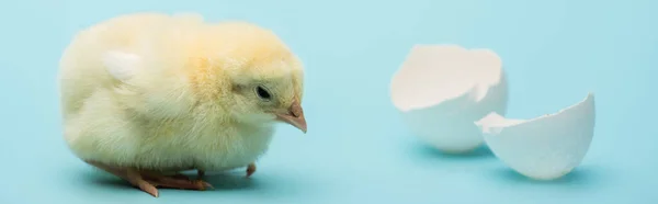 Schattig Klein Kuiken Eierschaal Blauwe Achtergrond Banner — Stockfoto