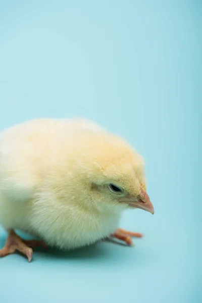 Schattig Klein Chick Blauwe Achtergrond — Stockfoto