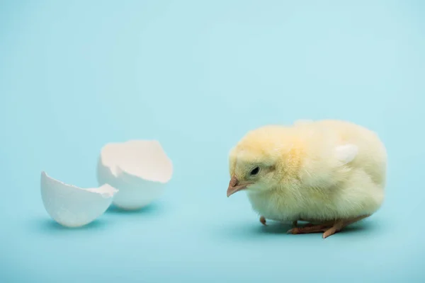 Lindo Pollito Cáscara Huevo Sobre Fondo Azul — Foto de Stock