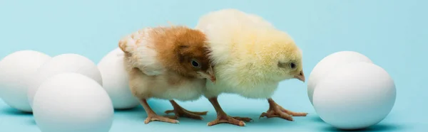 Niedliche Kleine Küken Und Eier Auf Blauem Hintergrund Banner — Stockfoto