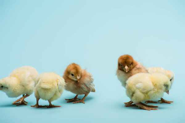 cute small fluffy chicks on blue background