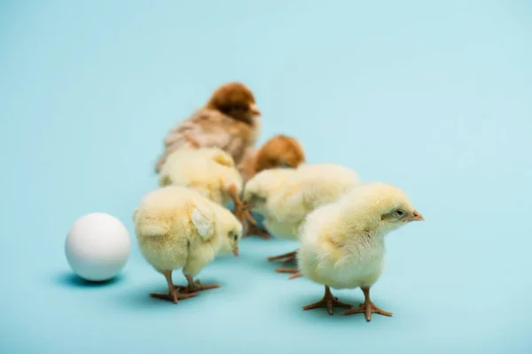 蓝色背景的可爱的小绒毛小鸡和蛋 — 图库照片
