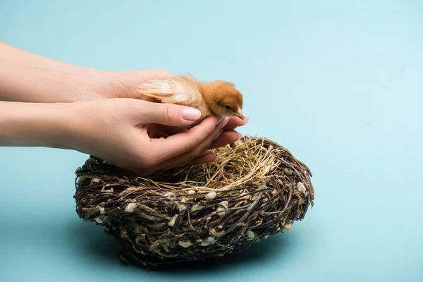 Cropped View Woman Holding Cute Small Fluffy Chick Nest Blue — Stock Photo, Image