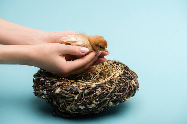 cropped view of woman holding cute small fluffy chick near nest on blue background