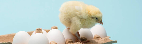cute small fluffy chick on eggs in tray on blue background, banner