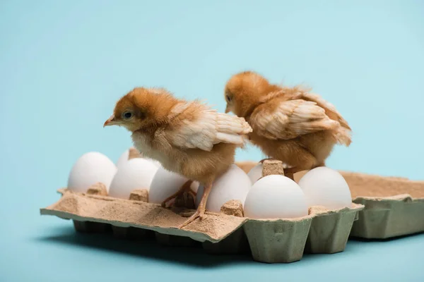 Cute Small Fluffy Chicks Eggs Tray Blue Background — ストック写真