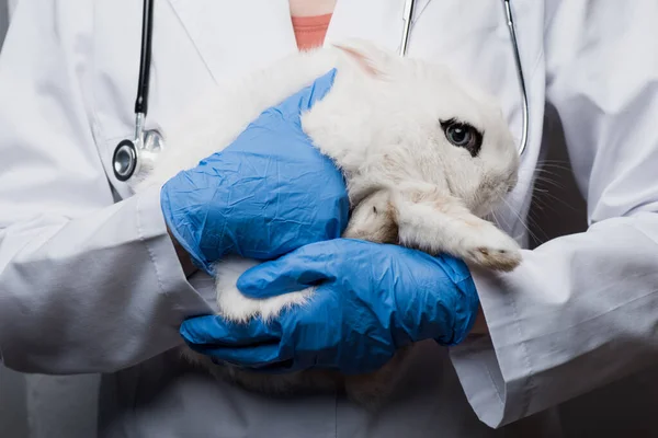 cropped view of veterinarian with rabbit in hands