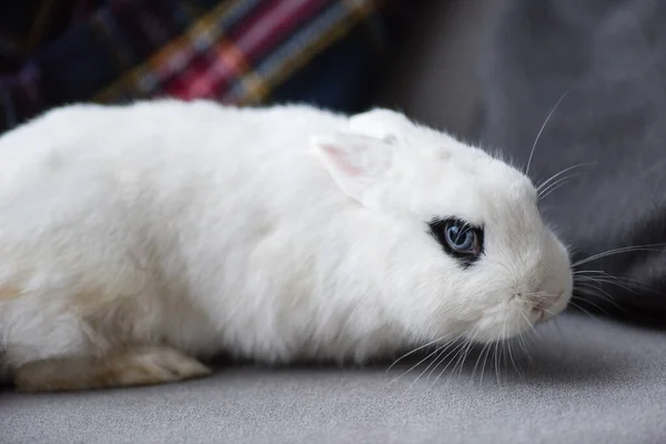 Schattig Wit Konijn Met Blauw Oog — Stockfoto