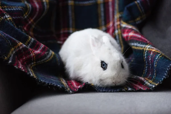 Cute White Rabbit Black Eye Checkered Blanket — Stock Photo, Image