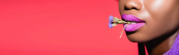 Cropped view of african american young woman with flower in mouth isolated on red, banner — Stock Photo