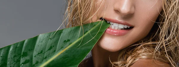 Обрезанный вид блондинка с мокрыми волосами и зеленый лист во рту изолированы на сером, баннер — стоковое фото