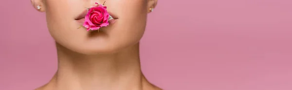 Cropped view of beautiful woman with rose flower in mouth isolated on pink, banner — Stock Photo
