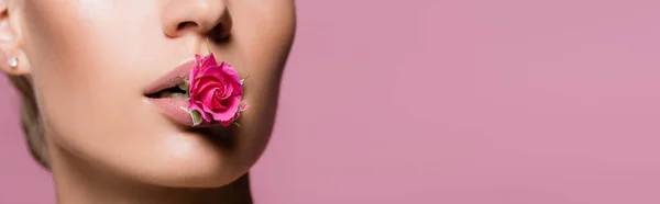 Cropped view of beautiful woman with rose flower in mouth isolated on pink, banner — Stock Photo