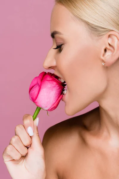 Bela mulher loira mordendo rosa flor isolada em rosa — Fotografia de Stock