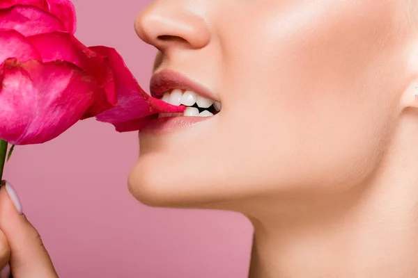 Vista cortada de mulher mordendo rosa flor isolada em rosa — Fotografia de Stock