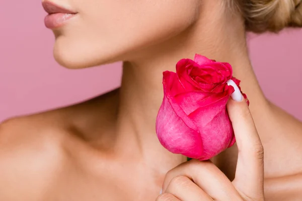 Vista recortada de la mujer con la piel perfecta y flor de rosa aislado en rosa - foto de stock