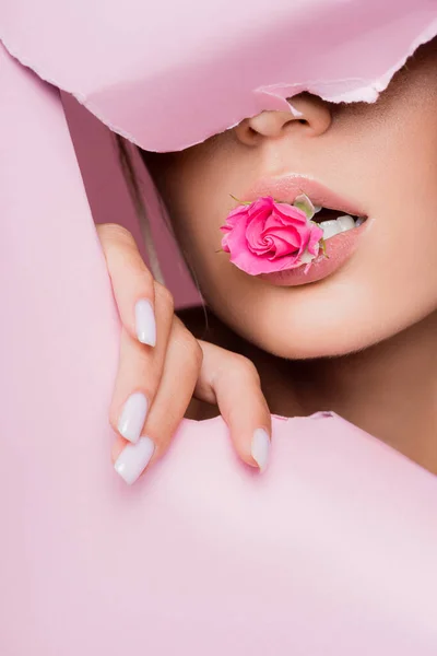 Hermosa mujer con rosa en la boca en agujero de papel rosa — Stock Photo